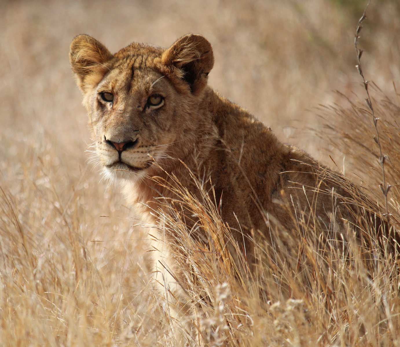 Prime Kilimanjaro's prime safaris