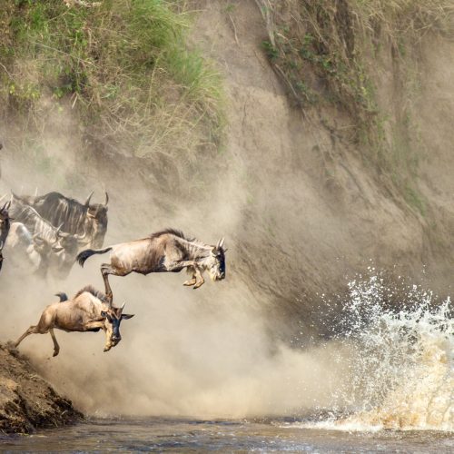 Wildebeests are crossing  Mara river. Great Migration. Kenya. Tanzania. Maasai Mara National Park. An excellent illustration.