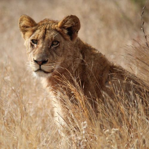 Prime Kilimanjaro's prime safaris