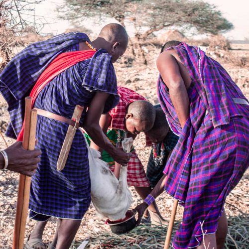 maasai-drinking-blood