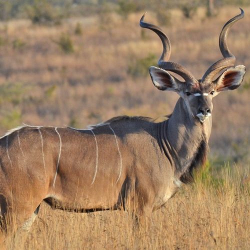 ruaha-national-park-antelope