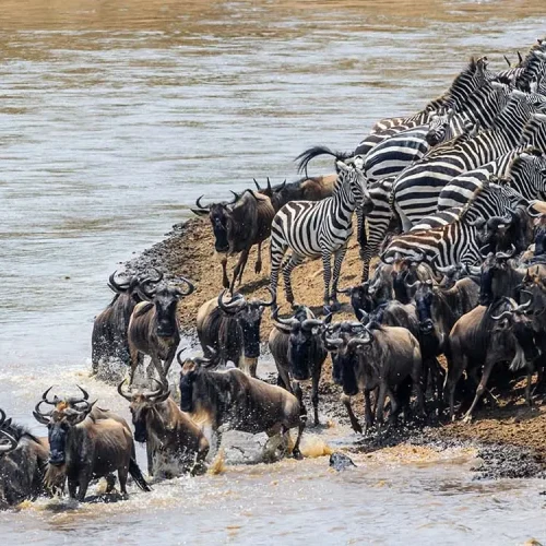 wildbeest - prime kilimanjaro